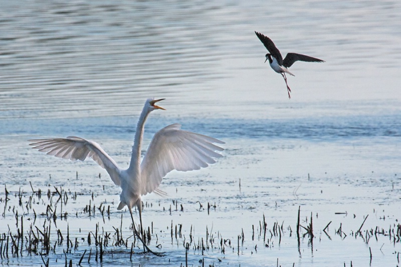 Territorial Dispute     