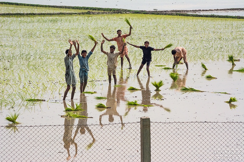 Paddy Planters