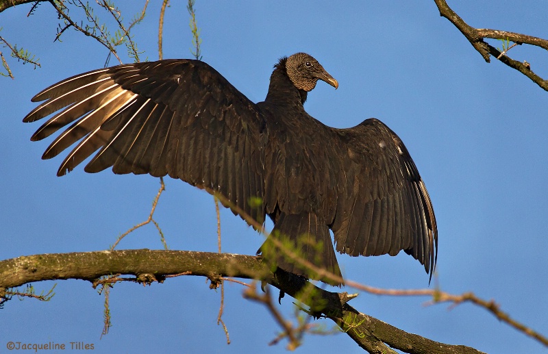 Black Vulture Sunning - ID: 14570734 © Jacqueline A. Tilles