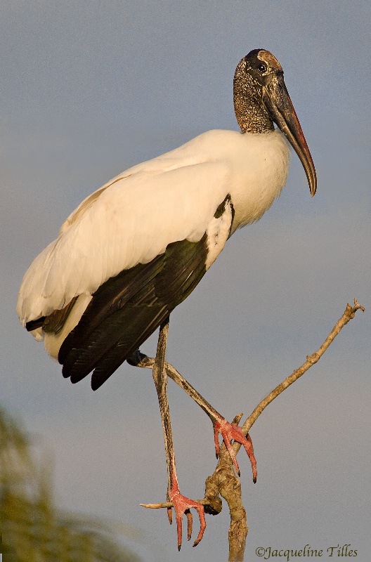Wood Stork Posing - ID: 14570736 © Jacqueline A. Tilles