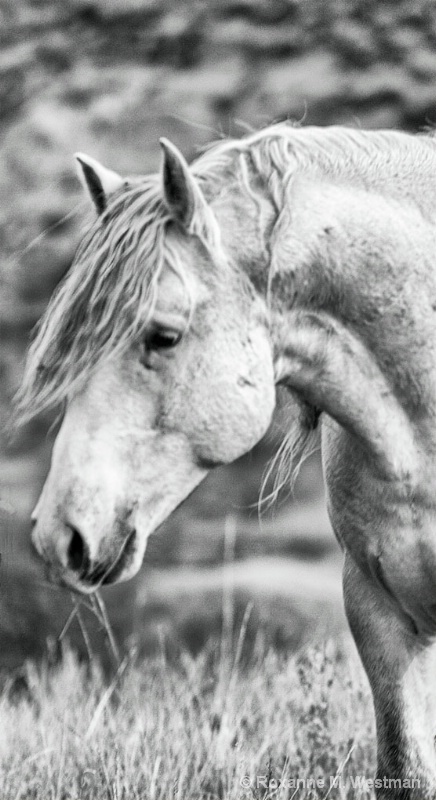 North Dakota wild horses 'Gray Ghost' - ID: 14570741 © Roxanne M. Westman