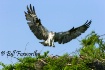 Osprey Landing