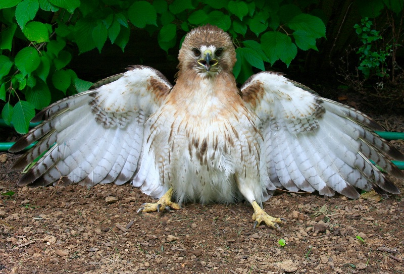 Baby Hawk