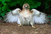 Baby Hawk