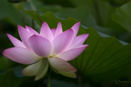 Radiant Lotus