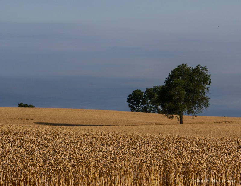 wheat field and tree