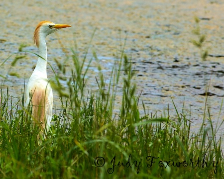 Cattle Egret By The Pond