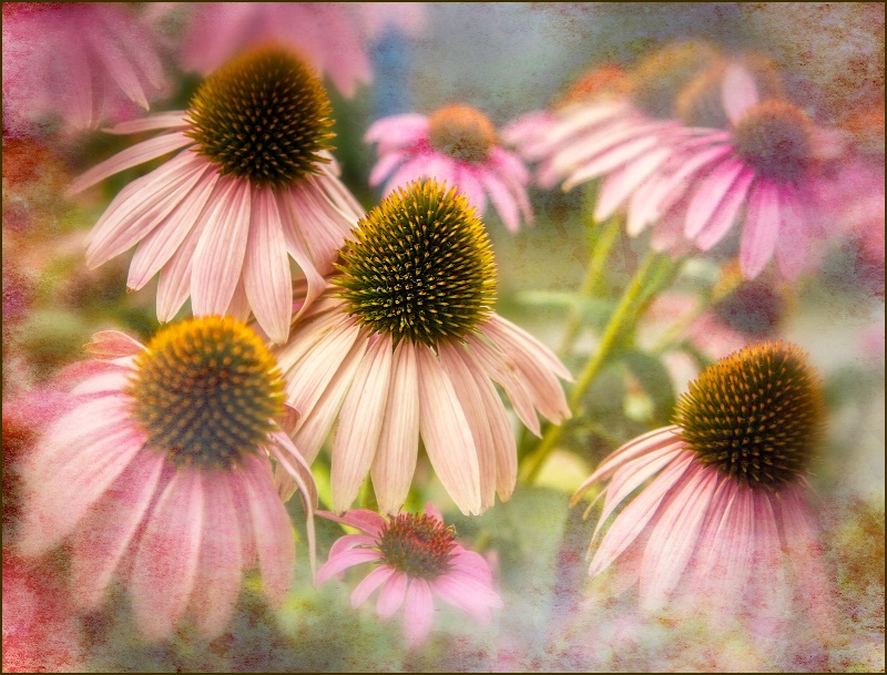 Cone Flowers 