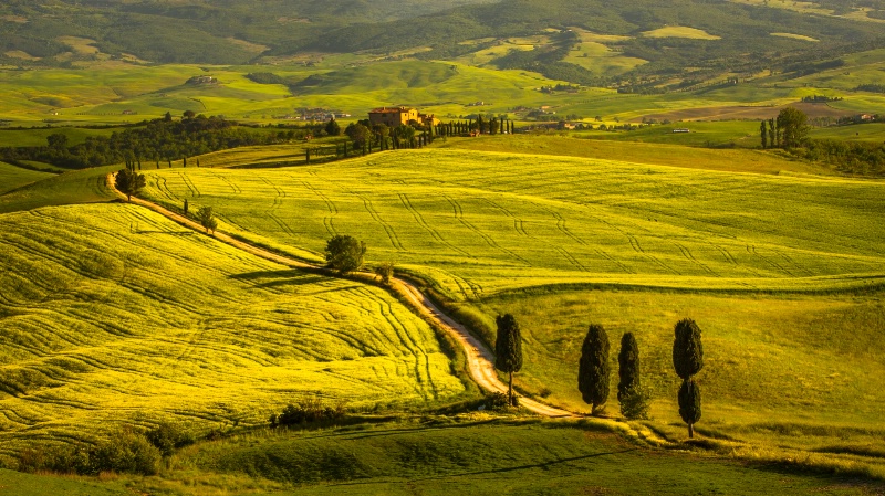 Tuscan Hills Late Afternoon 