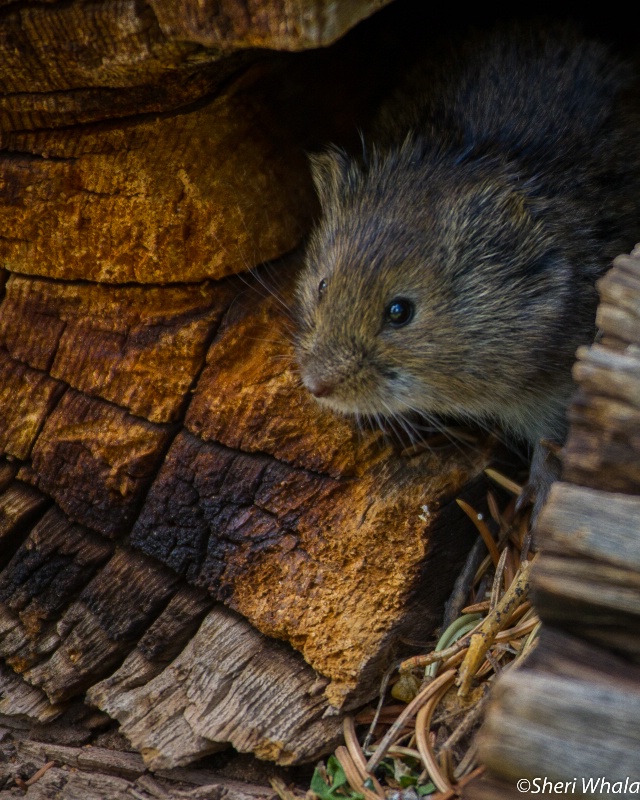 Vole's Cabin in the Mountains