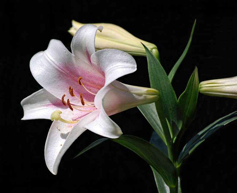 Pink and White Lily