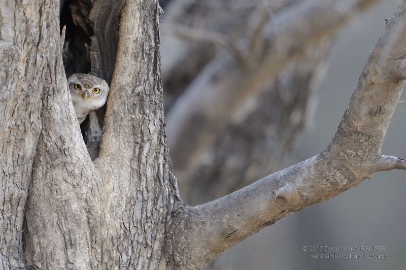Spotted Owlet-1 (Athene brama)