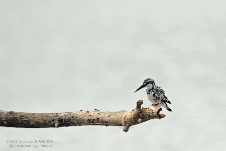 Pied Kingfisher(Ceryle rudis)