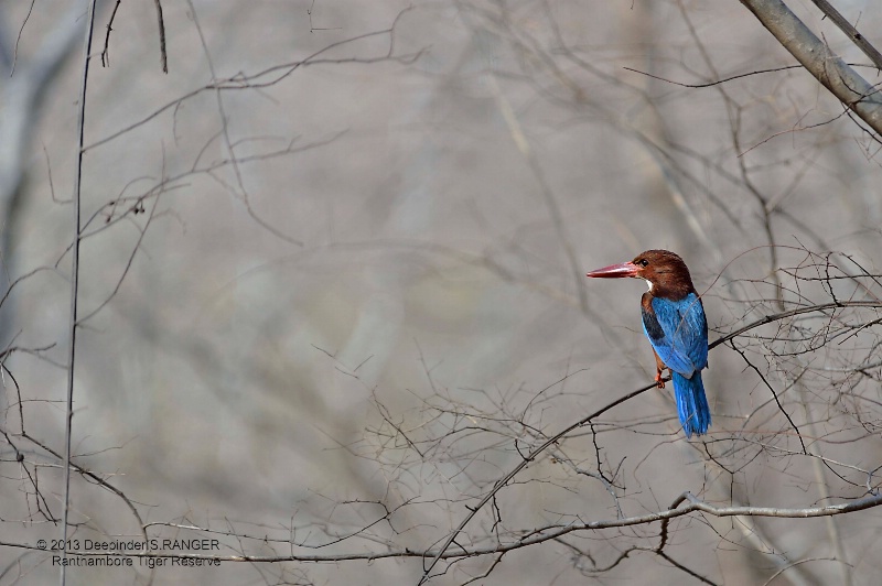 White throated Kingfisher(Halcyon smyrnensis)