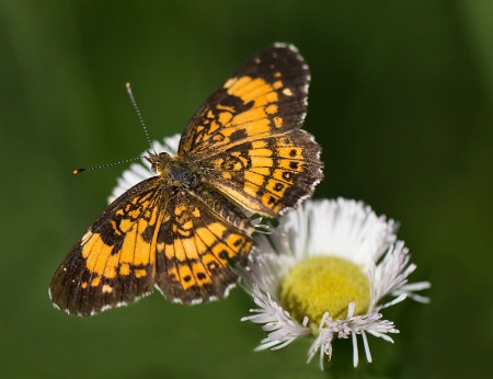 Silvery Checkerspot Butterfly   