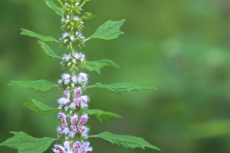 lakeside wildflower