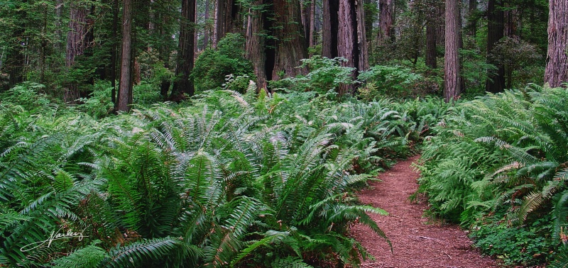 fern maze