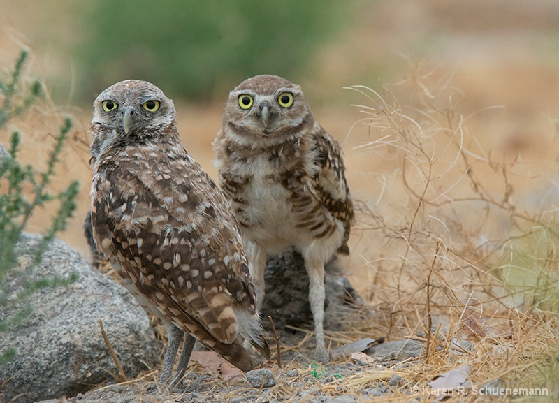 Pair of Burrowing Owls