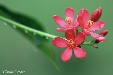 Red beauties.