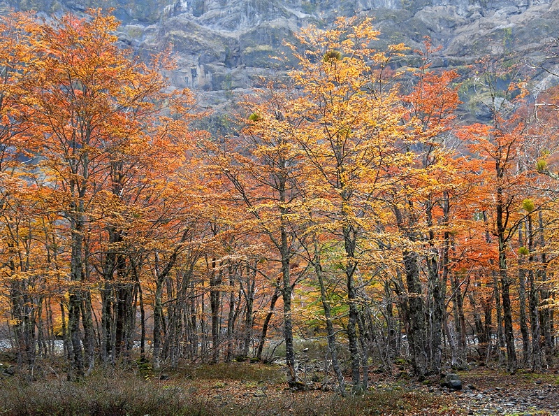 Glowing forest