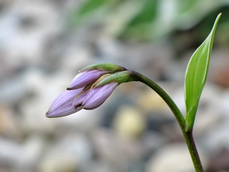 Hosta Bud