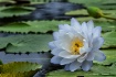 Water Lily No. 9