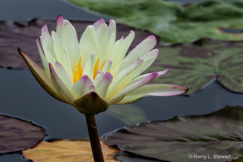 Water Lily No. 8