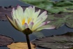 Water Lily No. 8