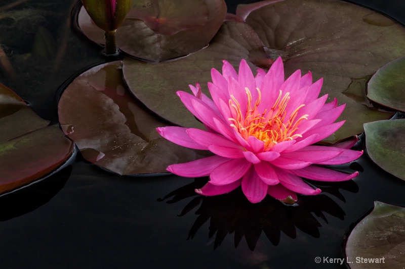 Water Lily No. 7