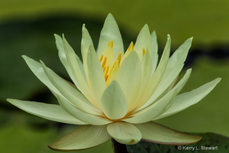 Water Lily No. 6