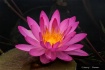 Water Lily No. 5