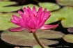 Water Lily No. 3
