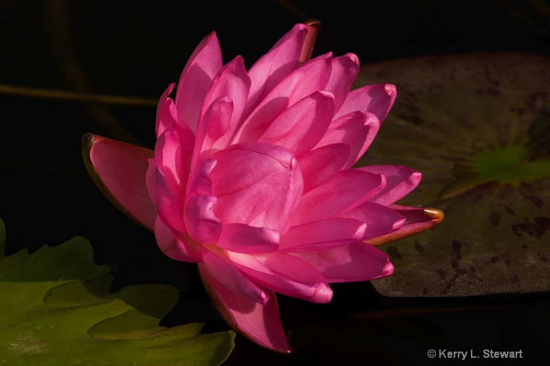 Water Lily No. 2