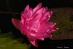 Water Lily No. 2