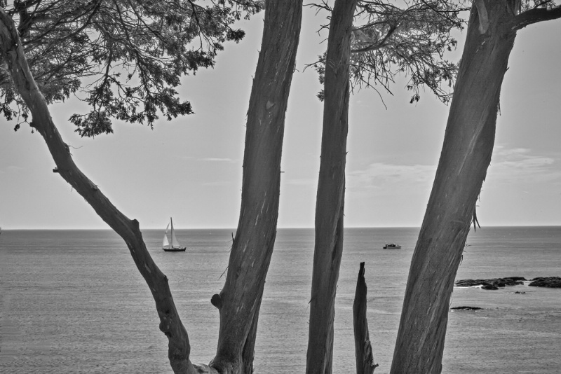 Tree and boat silhouette Maine B&W mg 8012 