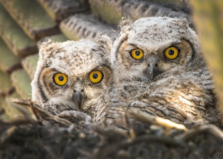 Baby Owls