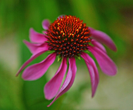 ----------"Purple Cone Flower"--------
