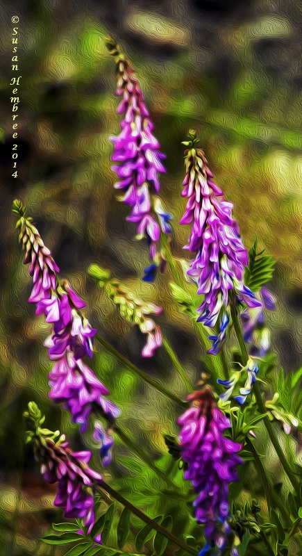 Alaskan Wildflower: Purple Vetch