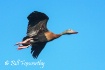 Whistling Duck