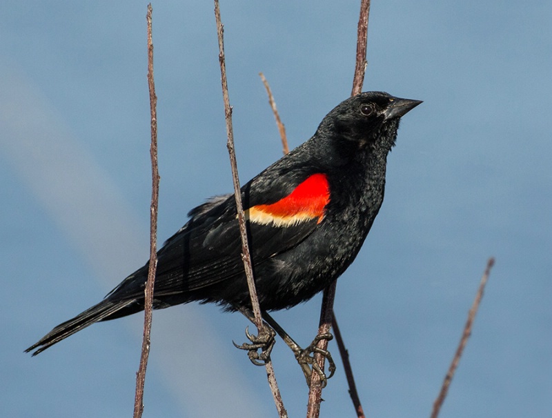 Red Winged Blackbird     