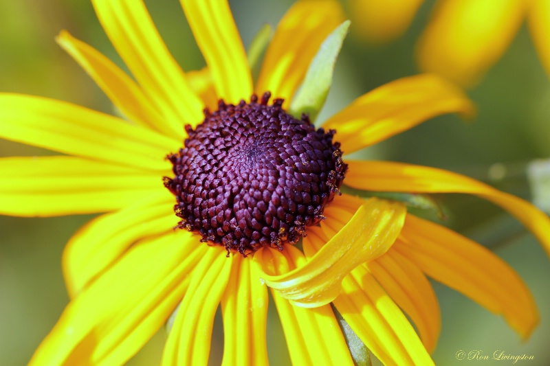 Black Eyed Susan