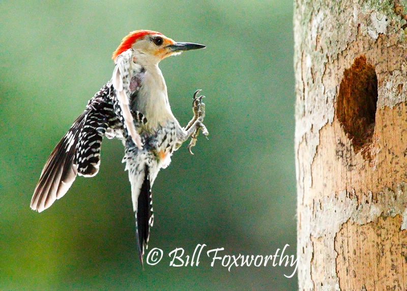 Red-bellied Woodpecker Incoming