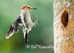 Red-bellied Woodp...