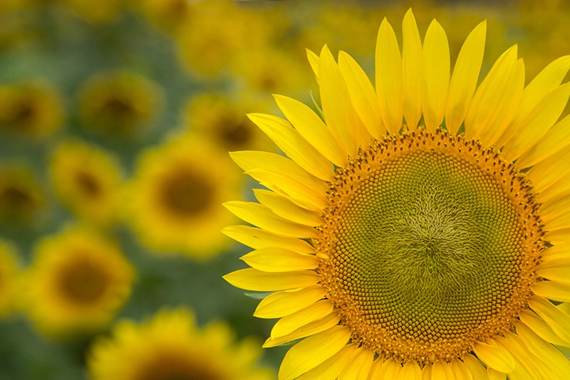 The Sunflowers