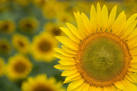 The Sunflowers