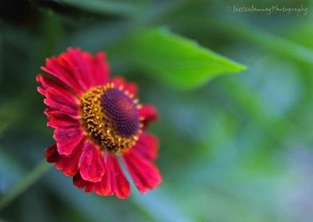 Helenium