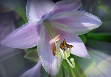 HooRAY for Hostas