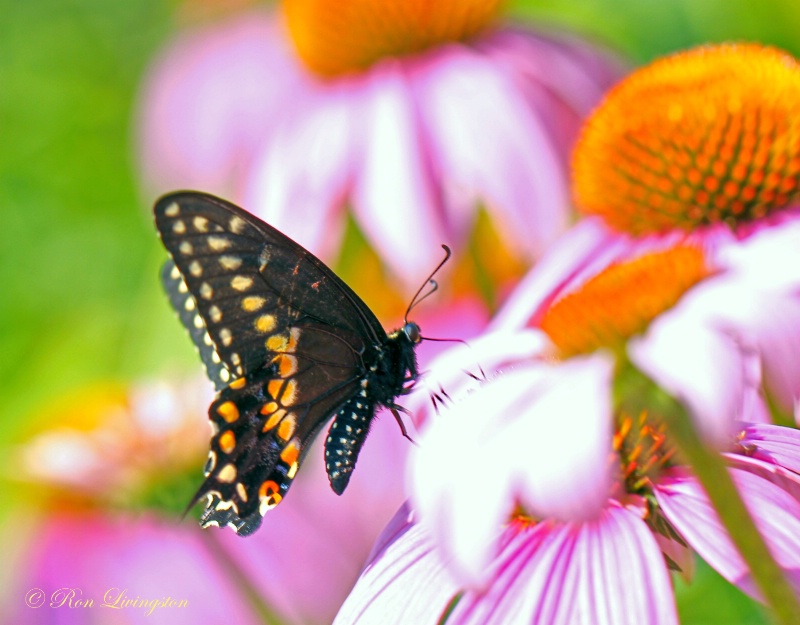 Black Swallow Tail