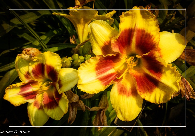 July day lilies at Boerner