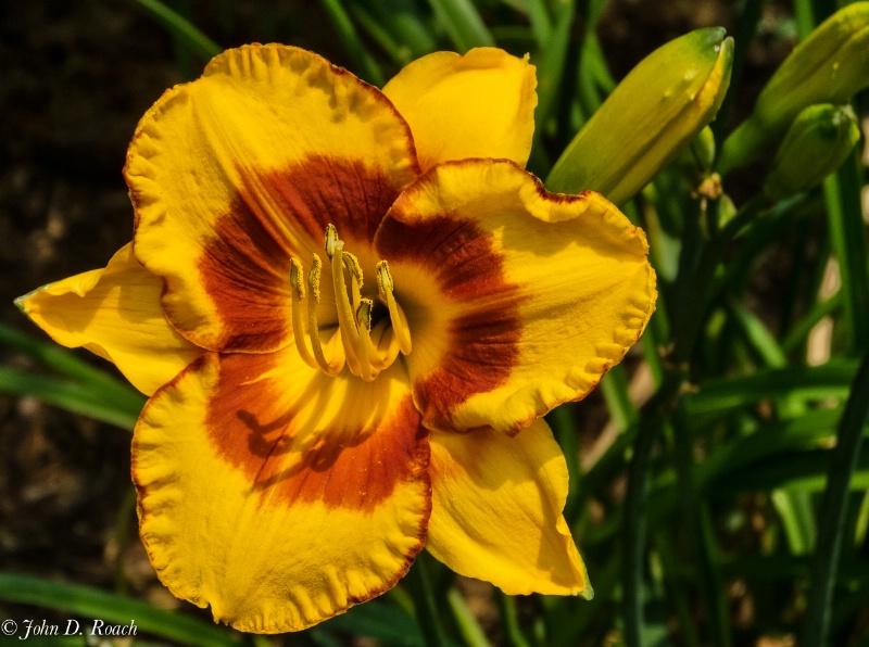 July Day Lily at Boerner #3